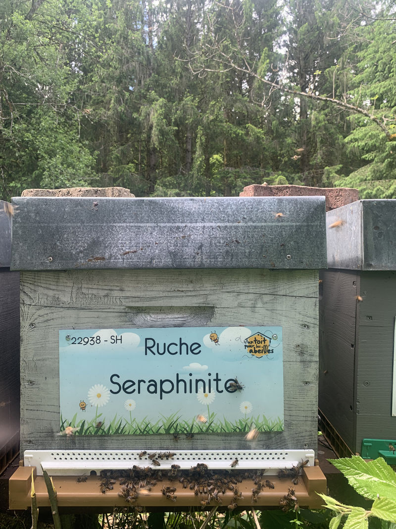 La ruche Seraphinite