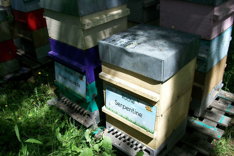 La ruche Serpentine