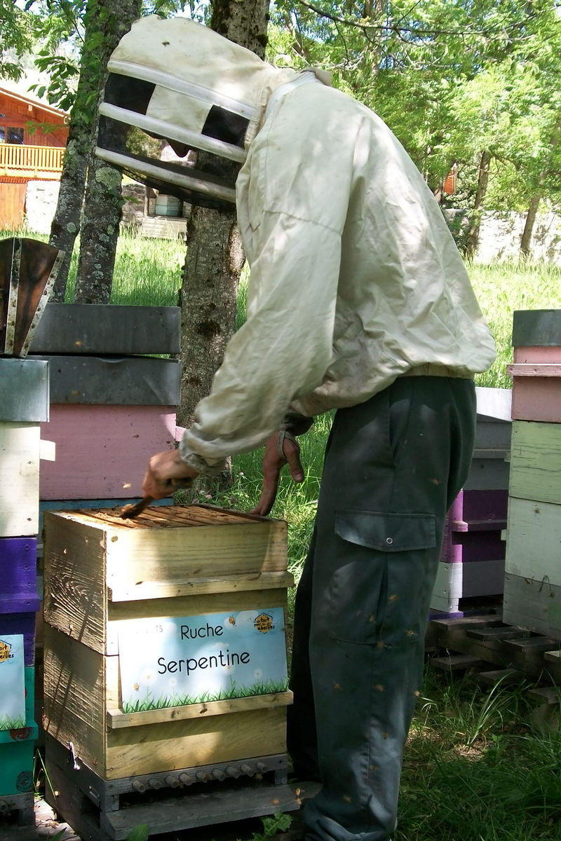 La ruche Serpentine