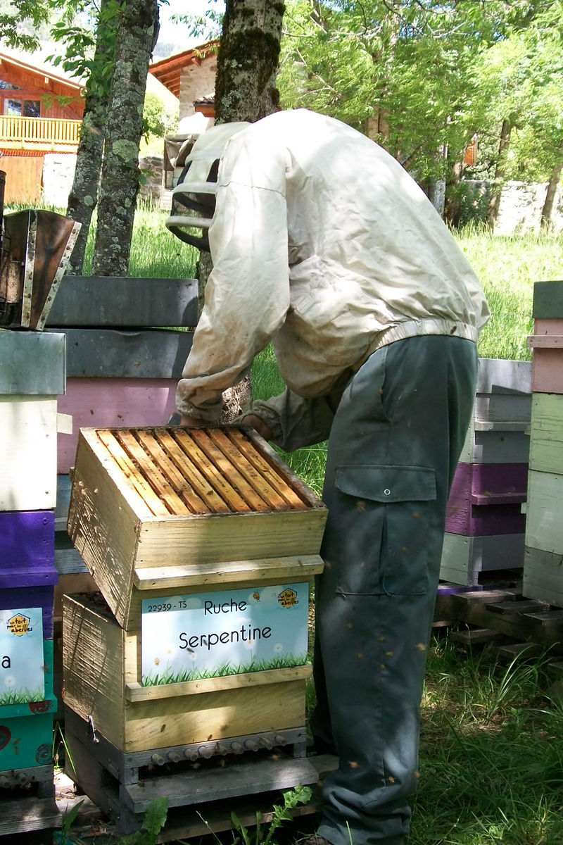 La ruche Serpentine
