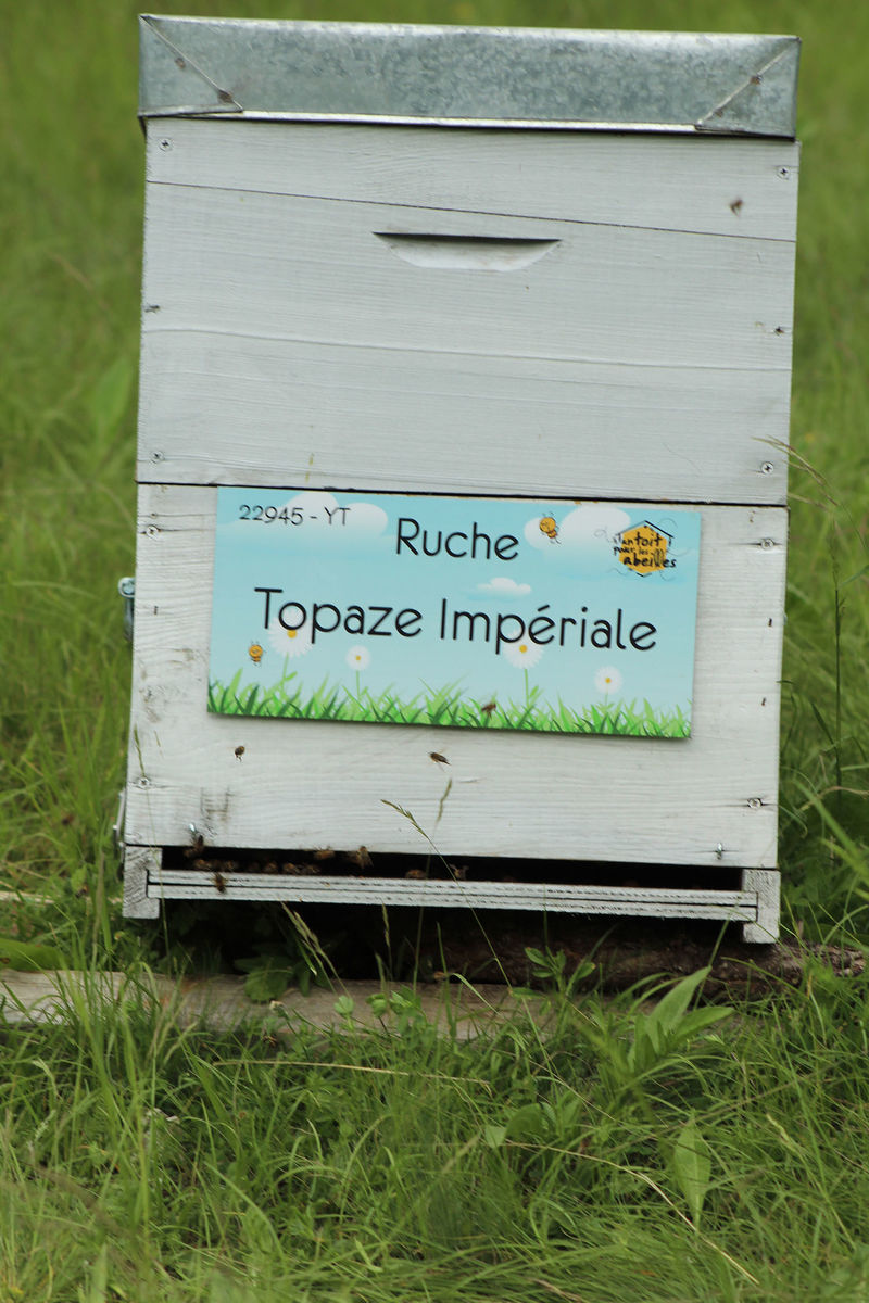 La ruche Topaze Impériale