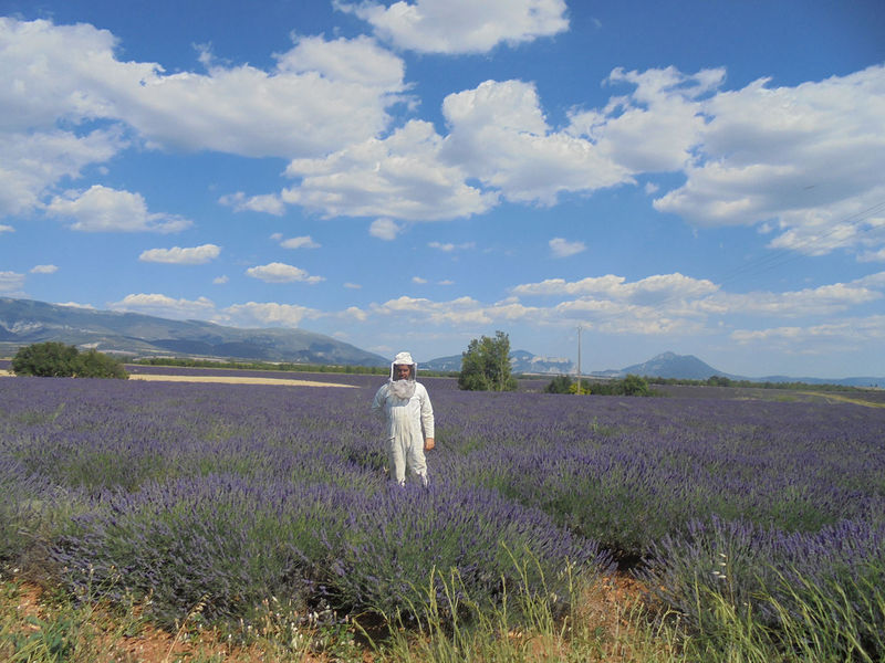 La ruche Topaze Impériale