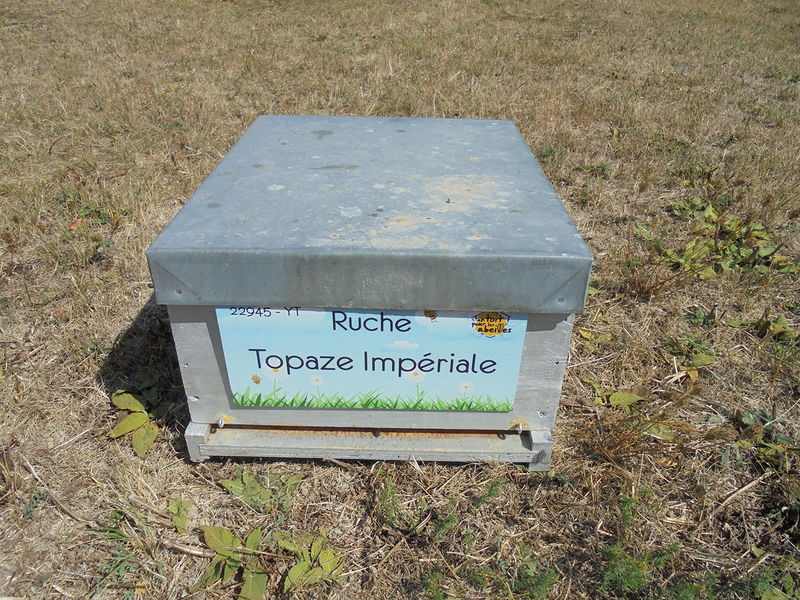 La ruche Topaze Impériale
