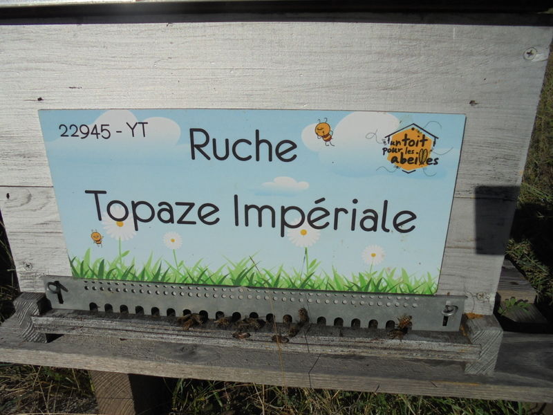 La ruche Topaze Impériale