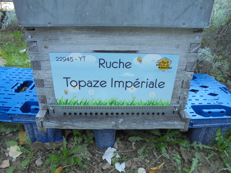 La ruche Topaze Impériale