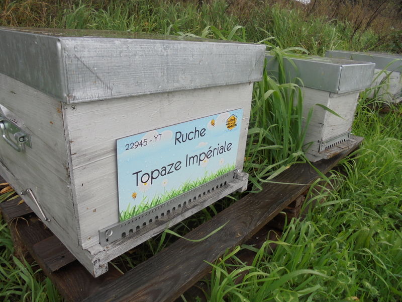 La ruche Topaze Impériale