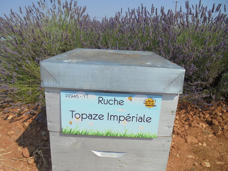 La ruche Topaze Impériale