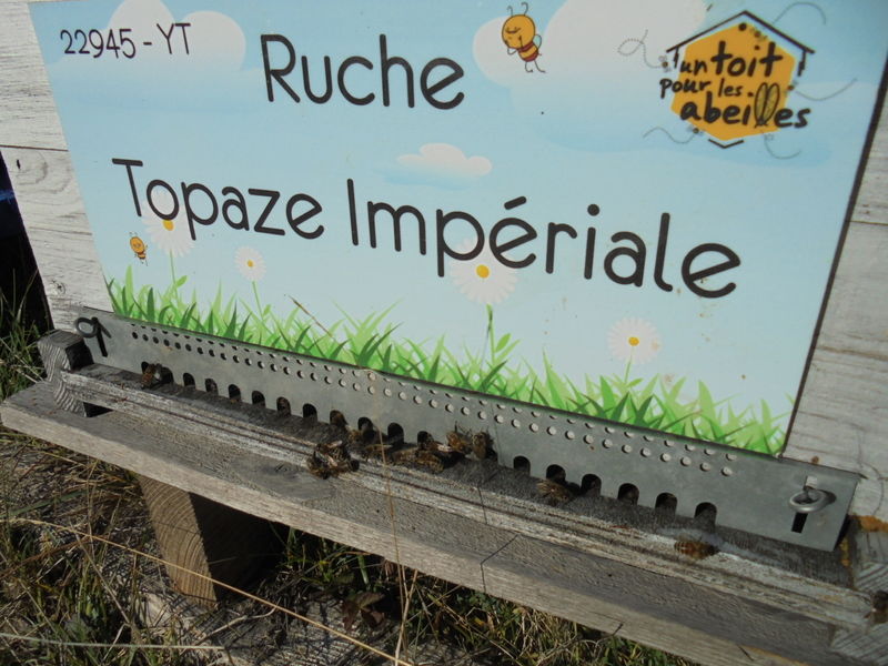 La ruche Topaze Impériale