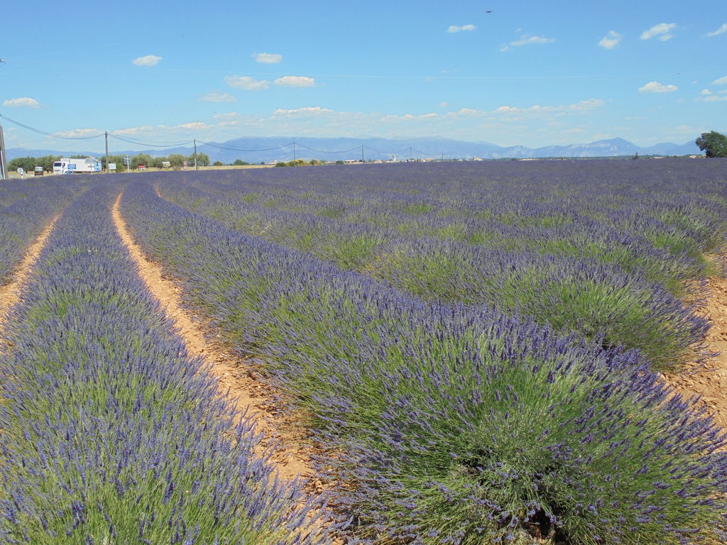 La ruche Topaze Impériale