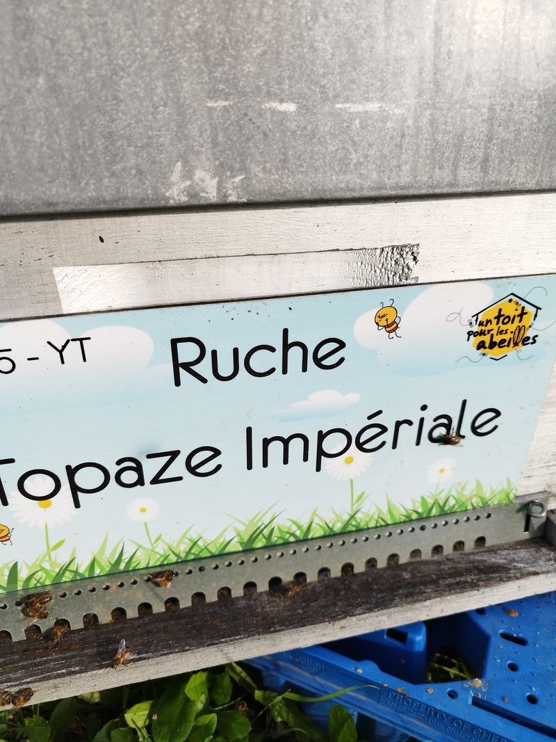 La ruche Topaze Impériale