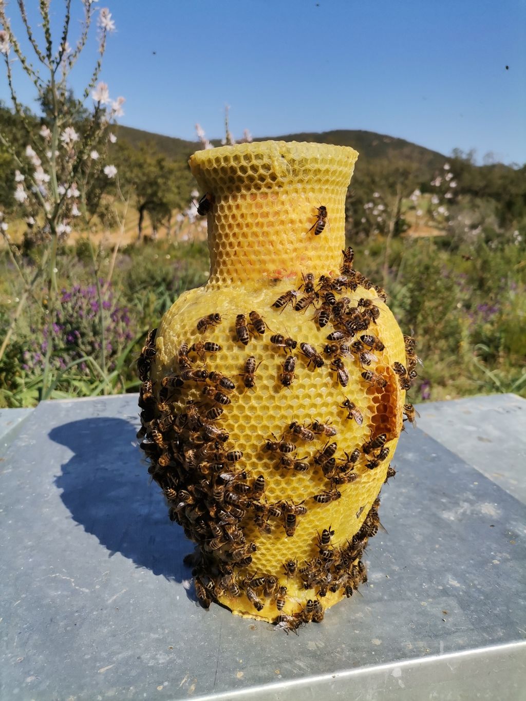 La ruche Topaze Impériale