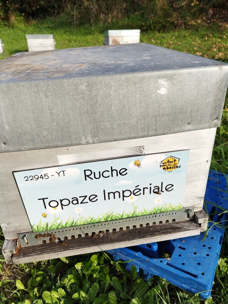 La ruche Topaze Impériale