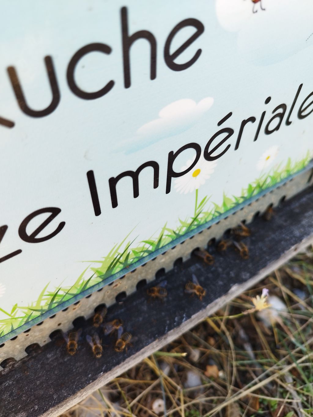 La ruche Topaze Impériale