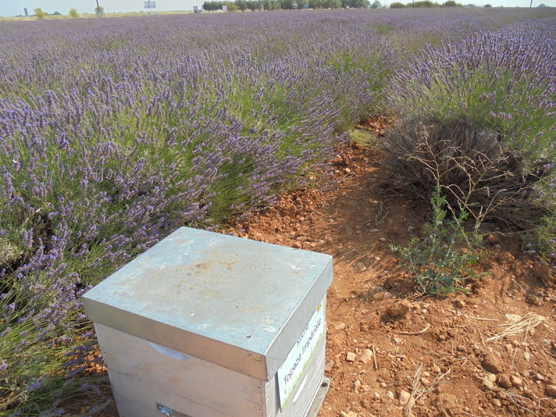 La ruche Topaze Impériale