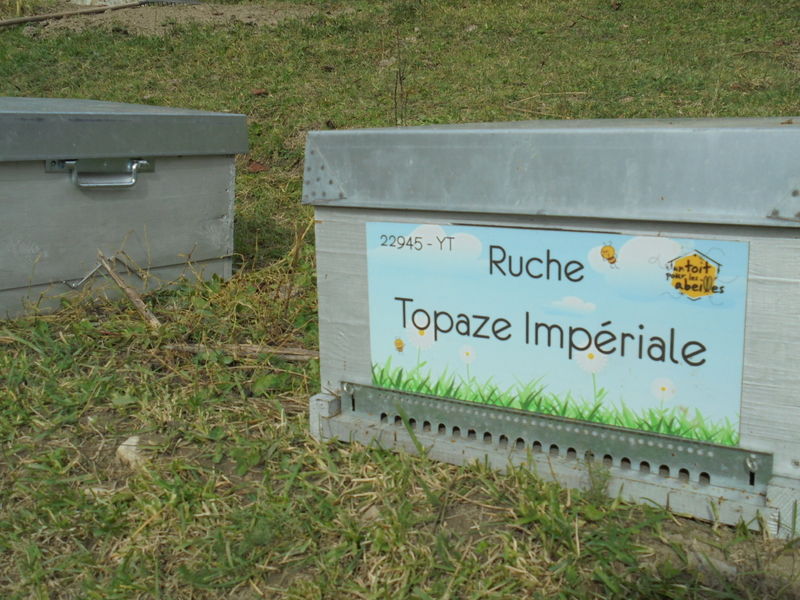 La ruche Topaze Impériale