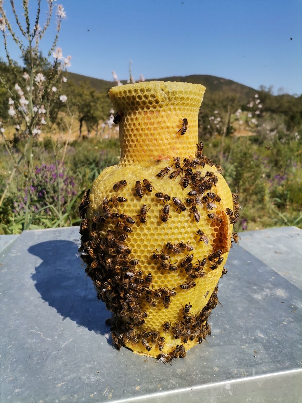 La ruche Topaze Impériale