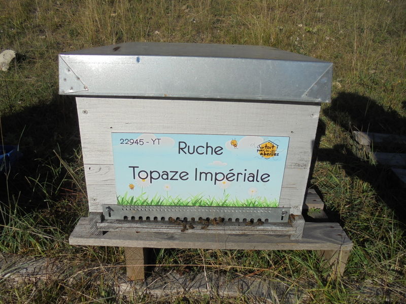 La ruche Topaze Impériale