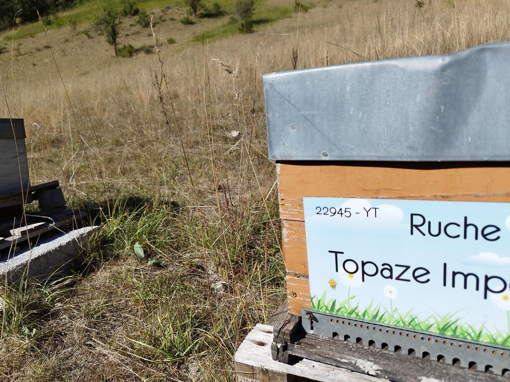 La ruche Topaze Impériale