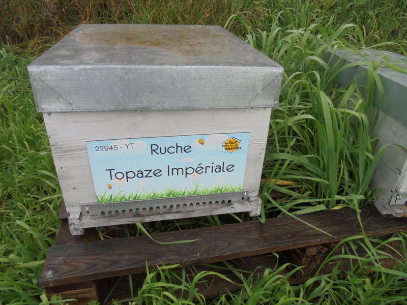 La ruche Topaze Impériale