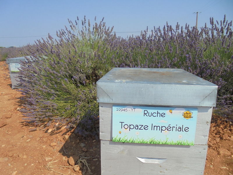 La ruche Topaze Impériale
