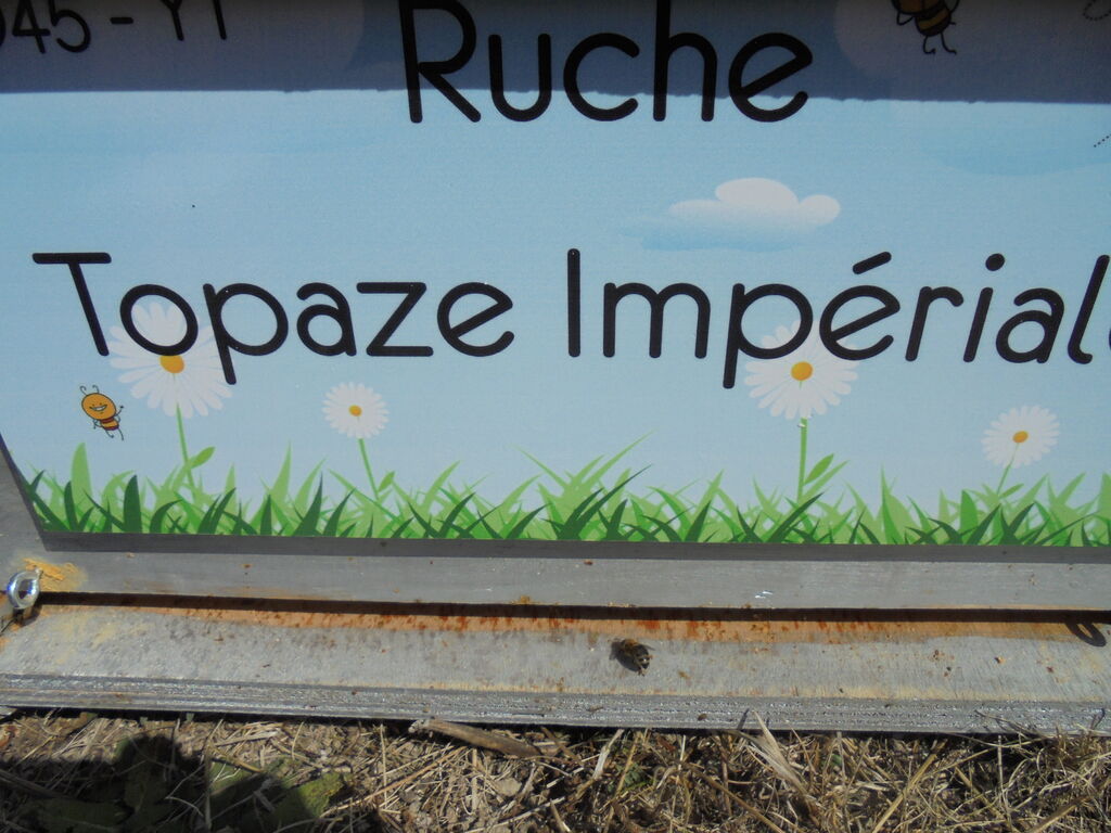 La ruche Topaze Impériale