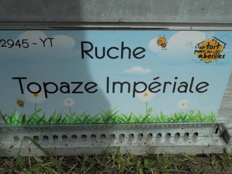 La ruche Topaze Impériale