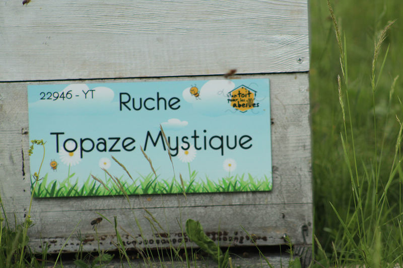 La ruche Topaze Mystique