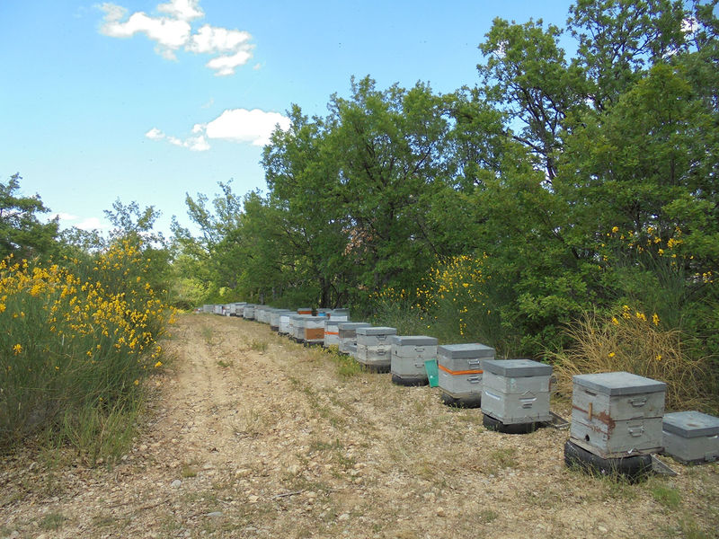 La ruche Topaze Mystique