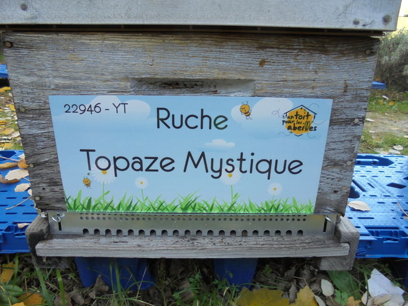 La ruche Topaze Mystique