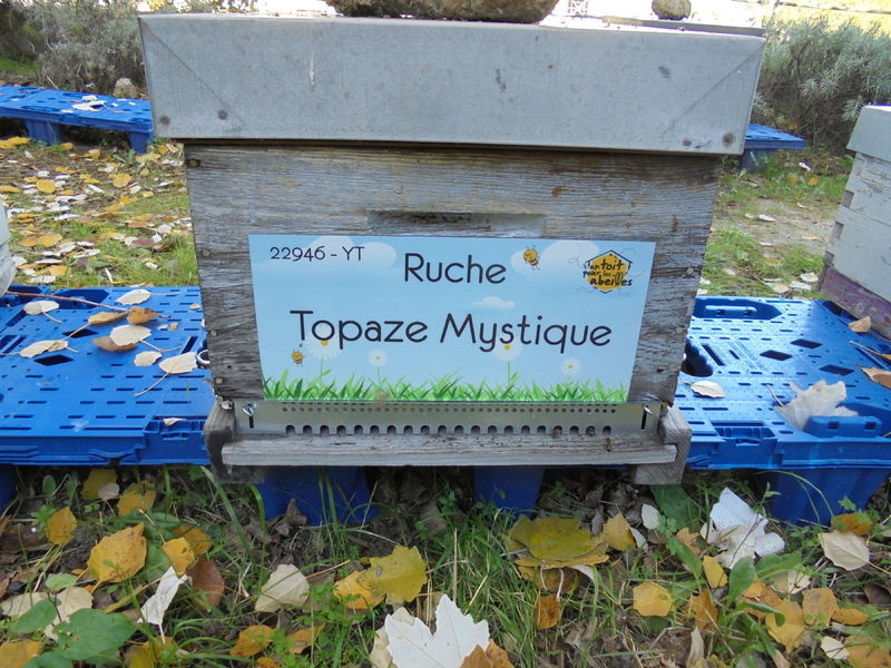 La ruche Topaze Mystique