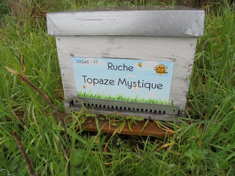 La ruche Topaze Mystique