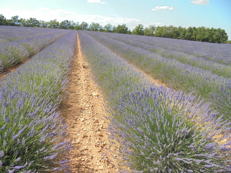 La ruche Topaze Mystique