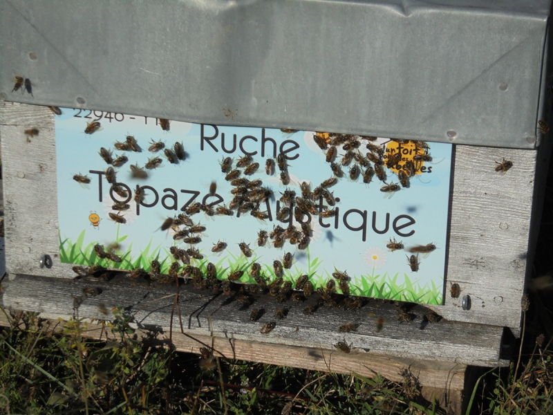 La ruche Topaze Mystique