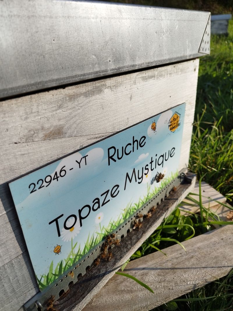 La ruche Topaze Mystique