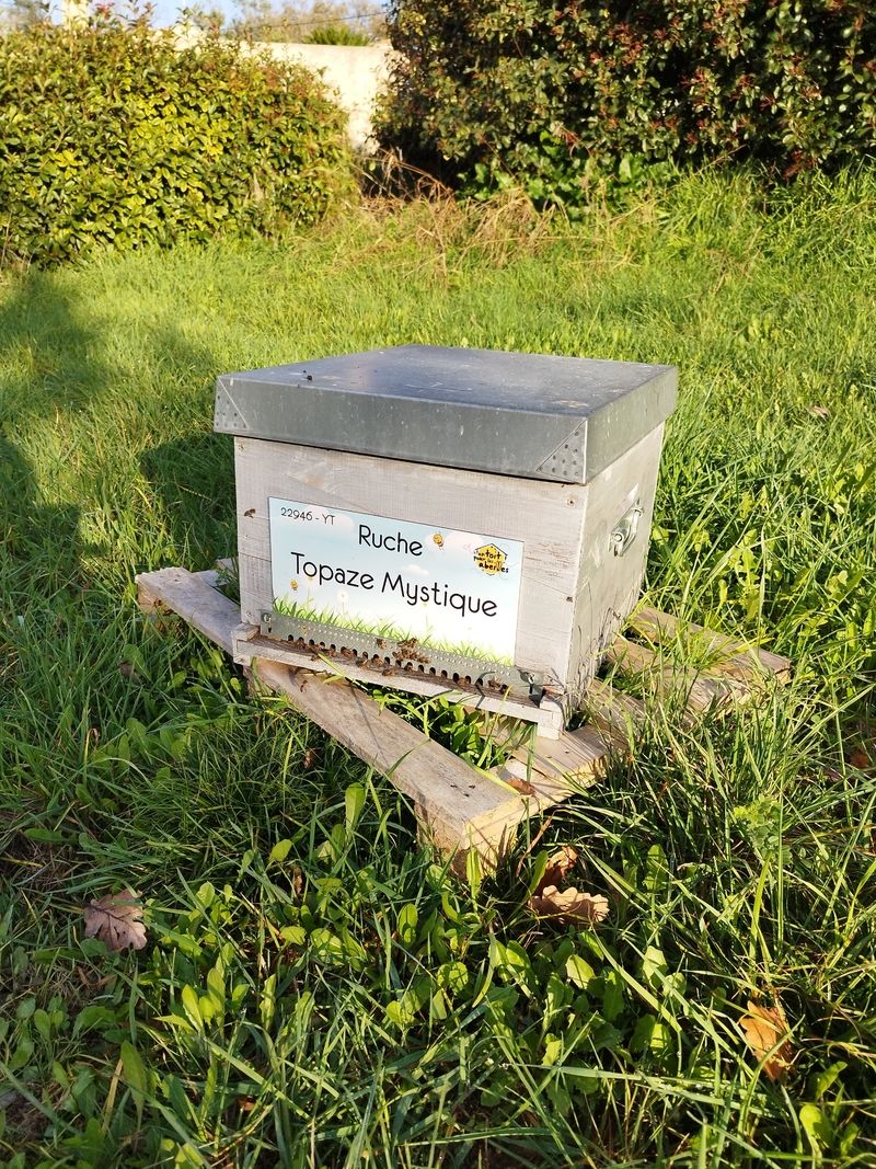 La ruche Topaze Mystique