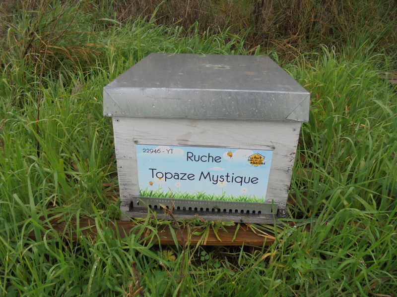 La ruche Topaze Mystique
