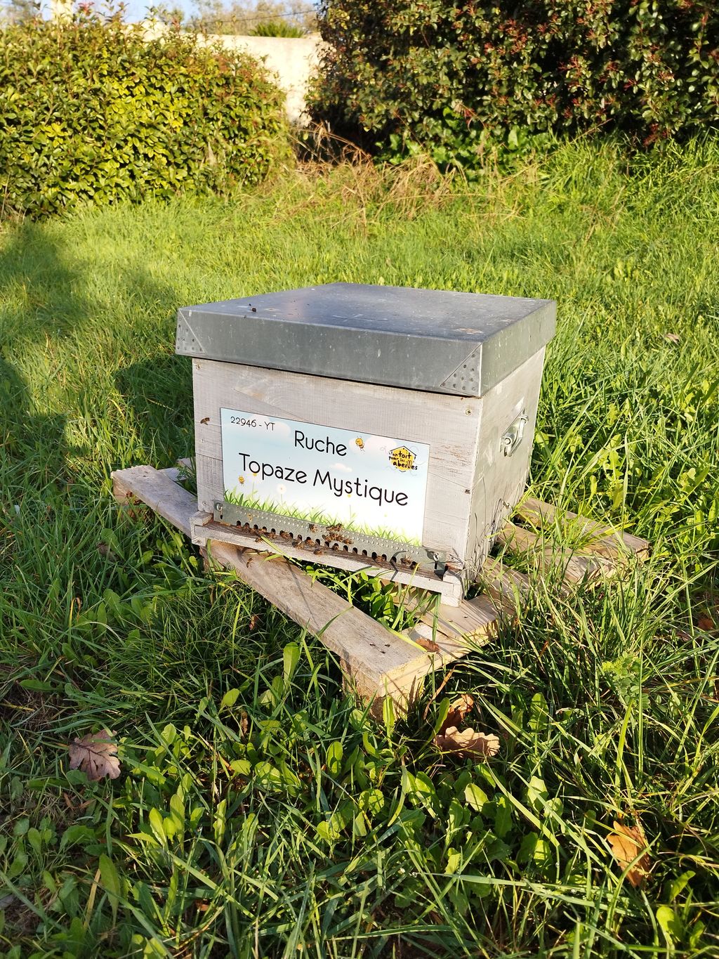 La ruche Topaze Mystique