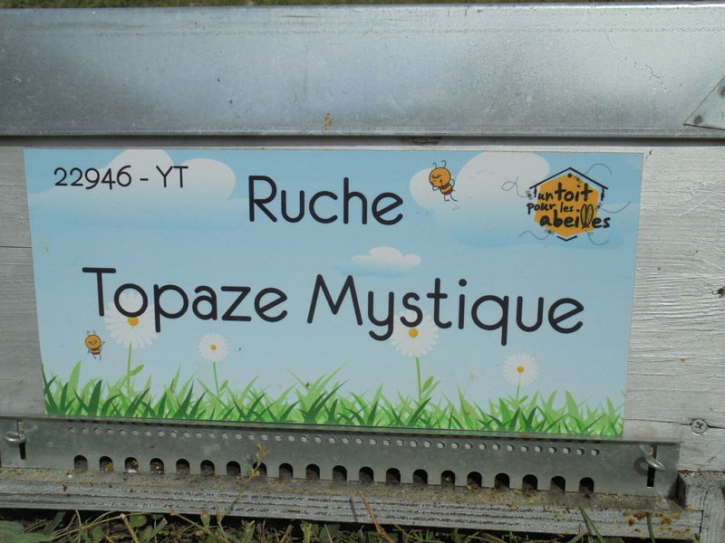 La ruche Topaze Mystique