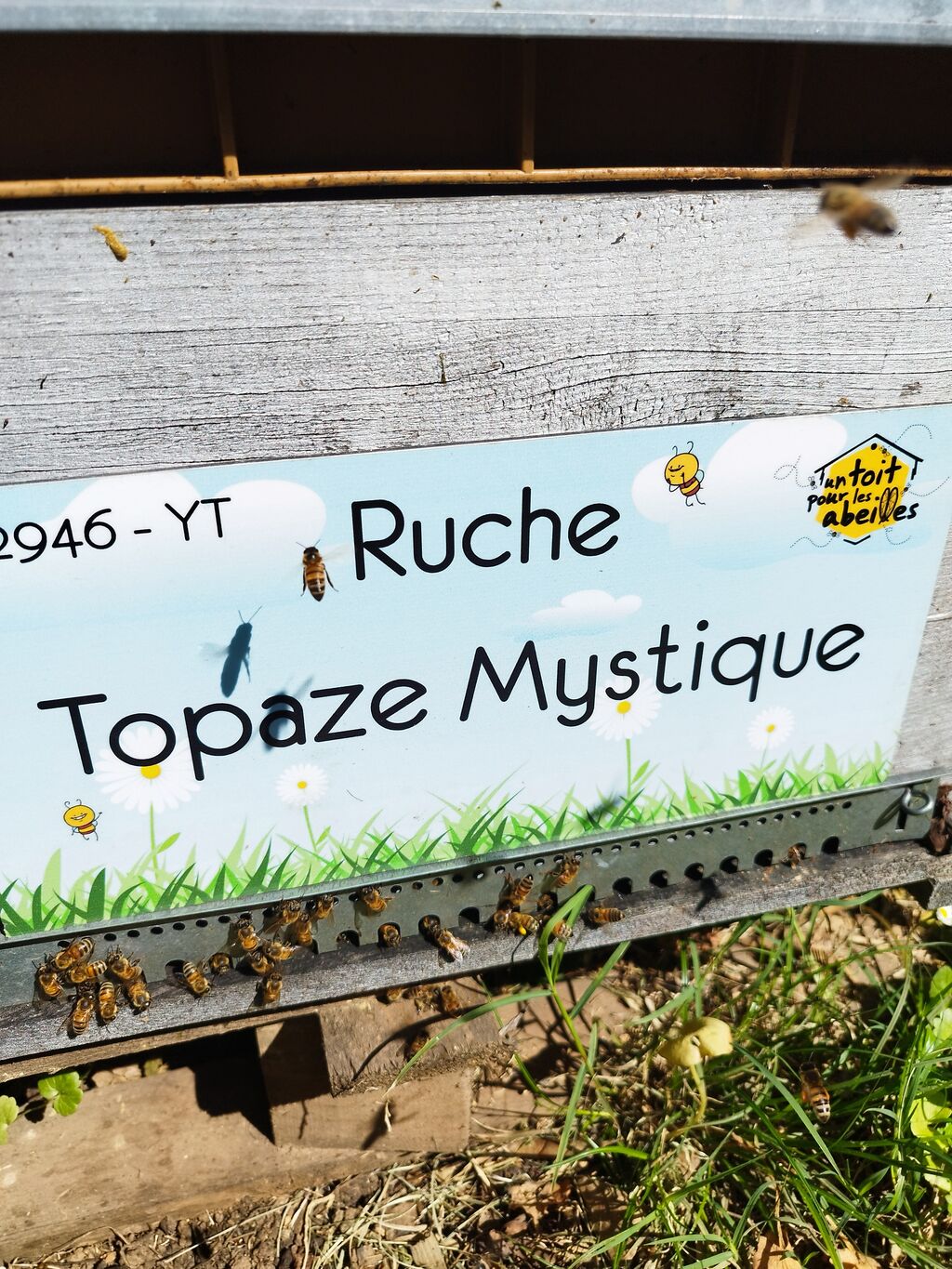 La ruche Topaze Mystique