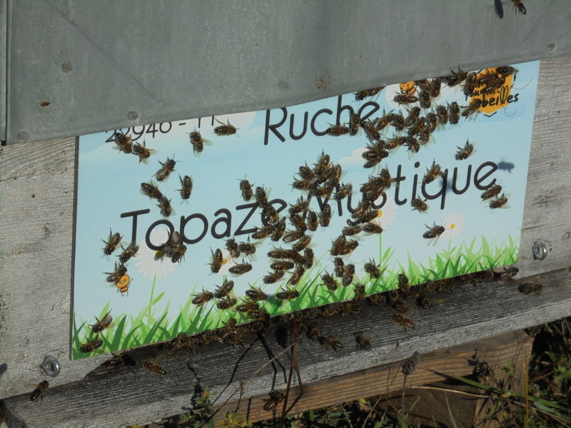 La ruche Topaze Mystique