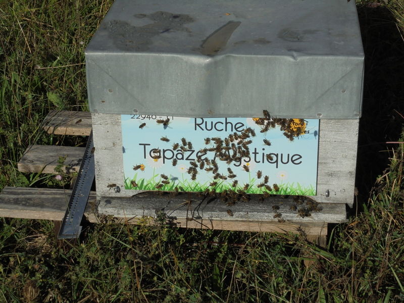 La ruche Topaze Mystique