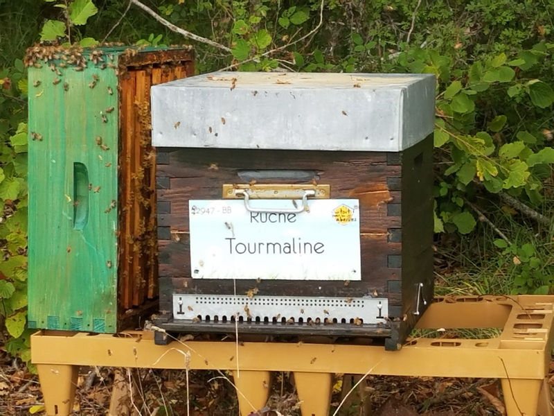 La ruche Tourmaline