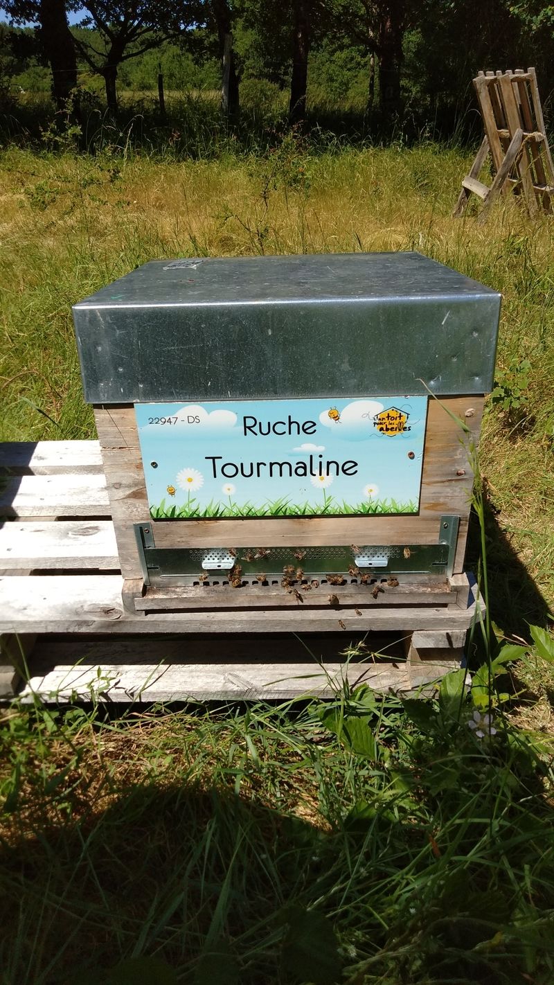 La ruche Tourmaline