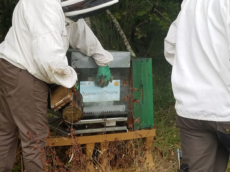 La ruche Tourmaline Chrome