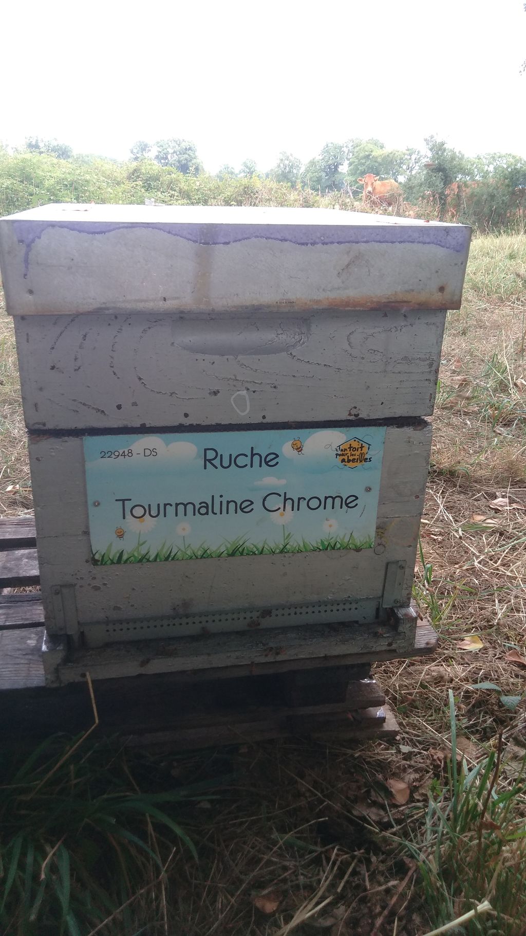 La ruche Tourmaline Chrome