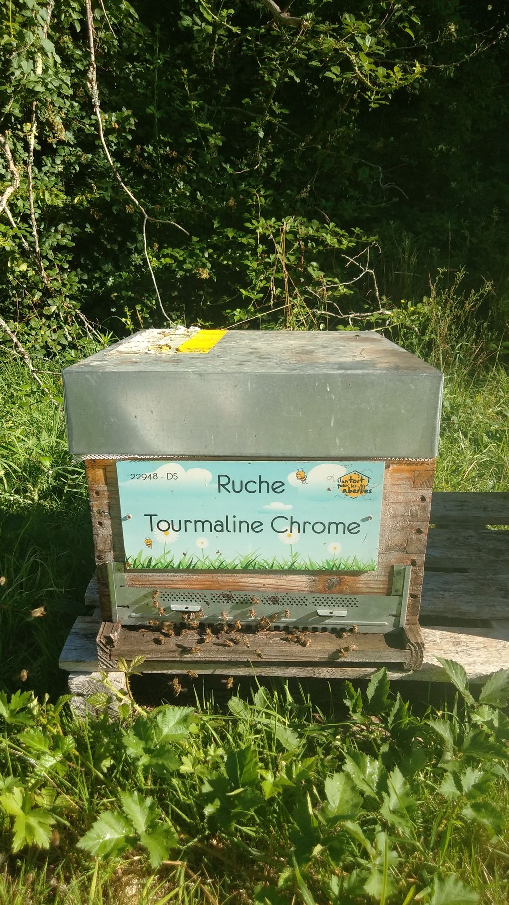 La ruche Tourmaline Chrome