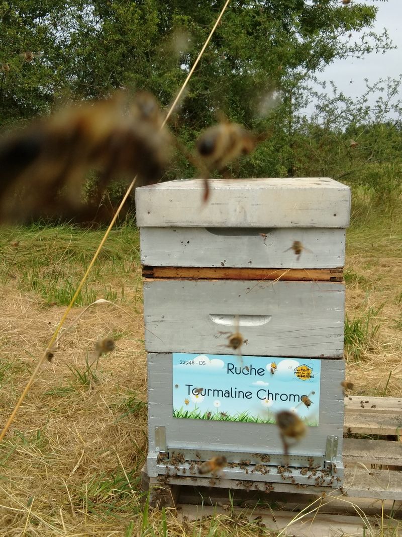 La ruche Tourmaline Chrome