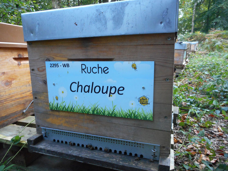 La ruche Chaloupe