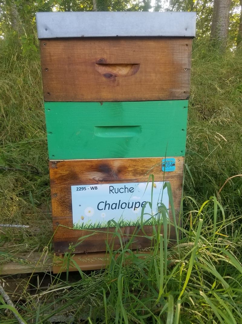 La ruche Chaloupe