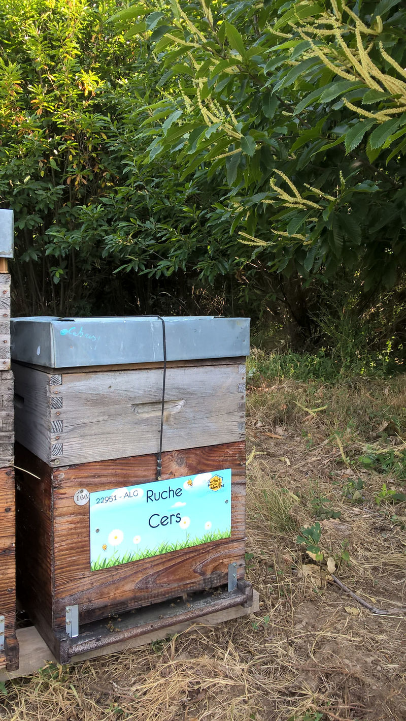 La ruche Cers